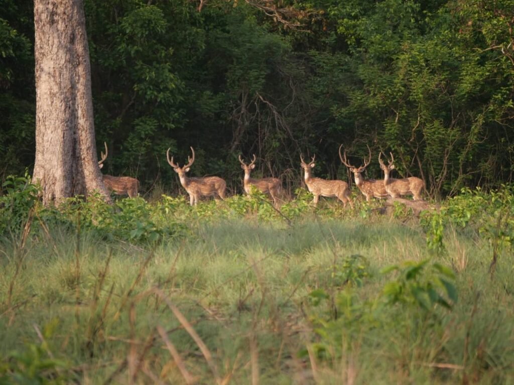 Bardiya vs Chitwan