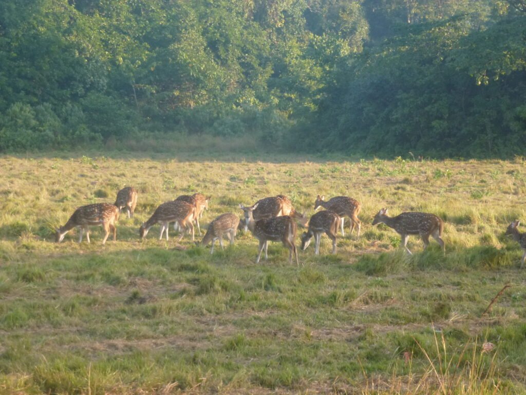 Bardiya vs Chitwan: Deer herd